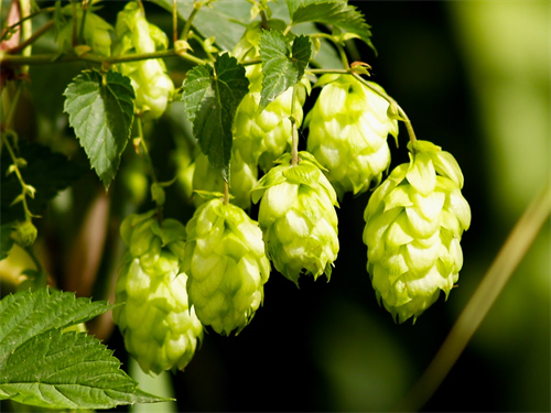 【朗報】ビールのホップにガンを抑制する効果が！　おまえら好きなだけ飲め！！ 	
