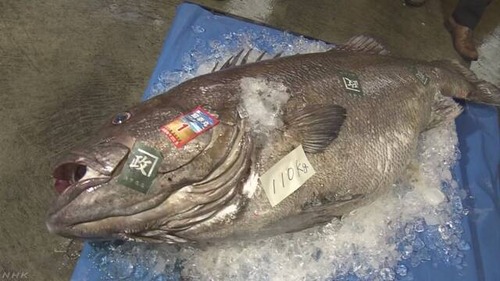 110キロの巨大深海魚 「オオクチイシナギ」 鳥取沖で網に 体長1.7m 刺身だと200人前 「刺身にするか鍋にするか考えたい」