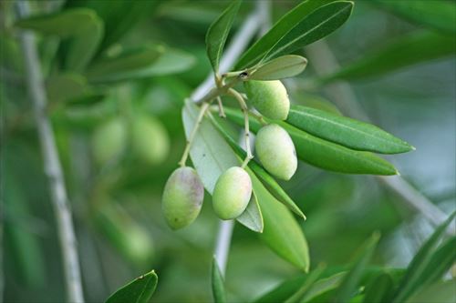 olives-352756_1280_R