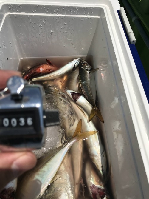 アジ釣りに行ってきた 	