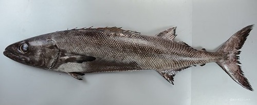 彡(^)(^)「このバラムツって魚うまいやん！」 	