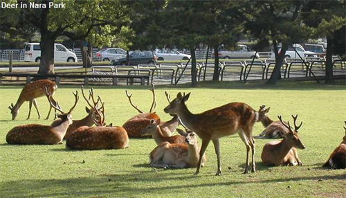 奈良公園の鹿ってなんで鹿せんべい置いてある売店を襲撃しないん？ 	