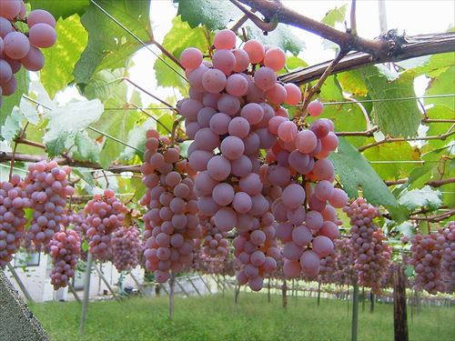 Katsunuma_vineyard_02_R