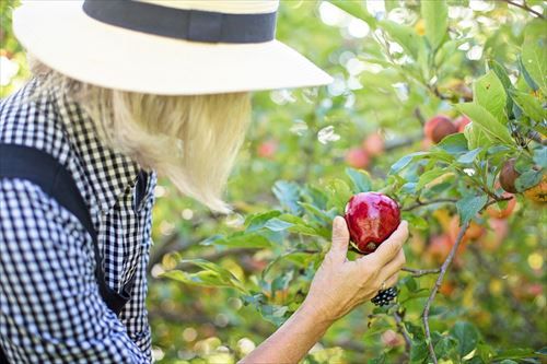 picking-apple-3661798_1280_R