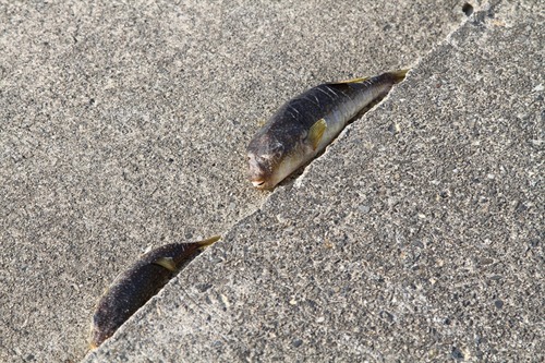 釣り人「フグじぇねーか、ふざけんな！（熱々の陸地にﾎﾟｲｰ）」←これ	