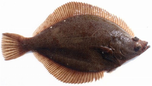 ヒラメ→高級魚、カレイ→煮付けだけの雑魚という風潮