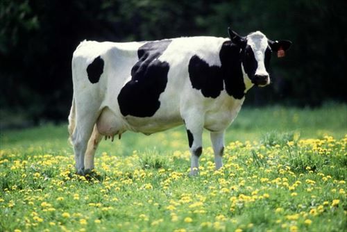 dairy-cow-725x484_R