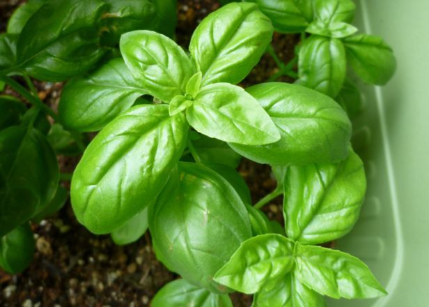 basil