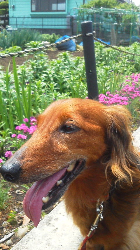 20120508cocoa1