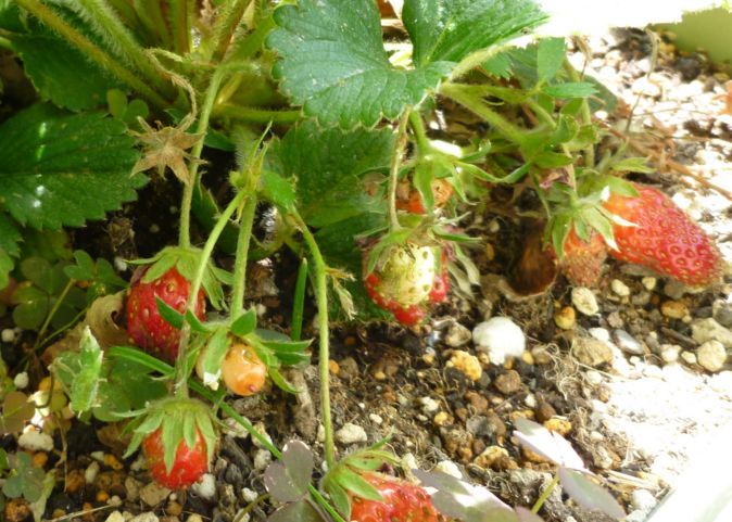 strawbery