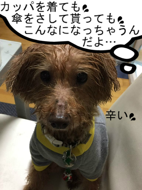 BlogPaint