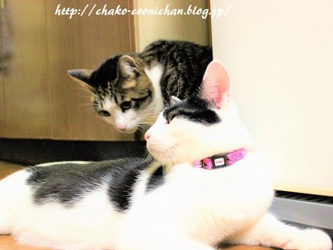 IMG_0952 (2)a