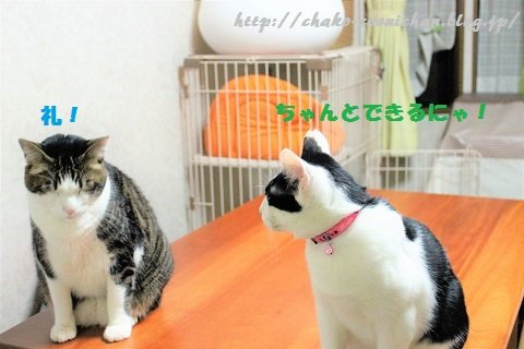 1IMG_18121