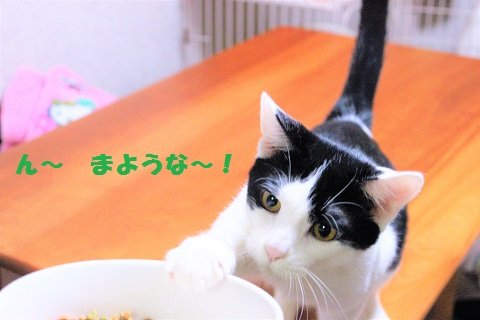 1IMG_1818