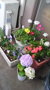 寄せ植え