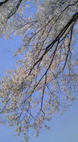 桜上