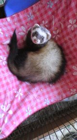 ココちん