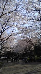 桜並木