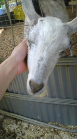 やぎ