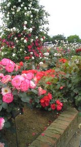 薔薇