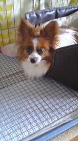 ネル