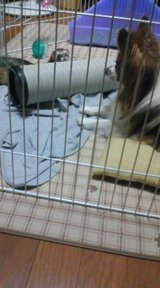 ネルちゃんみぃ〜っけ