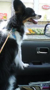 ノア車