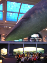 whale