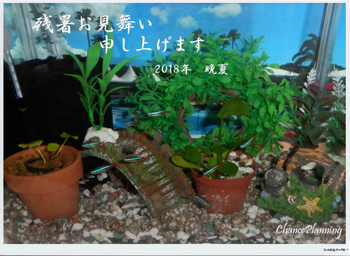 残暑見舞いa