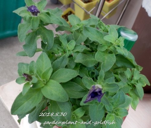 2018.5.30g6
