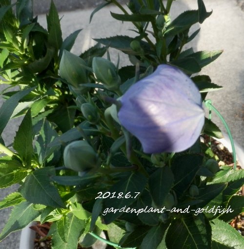 2018.6.7g9