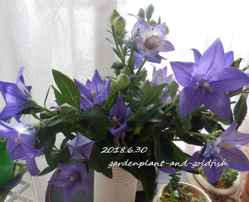 2018.6.30g5