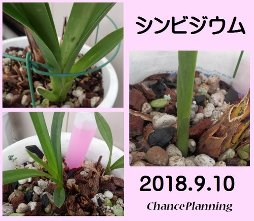 2018.9.10g5