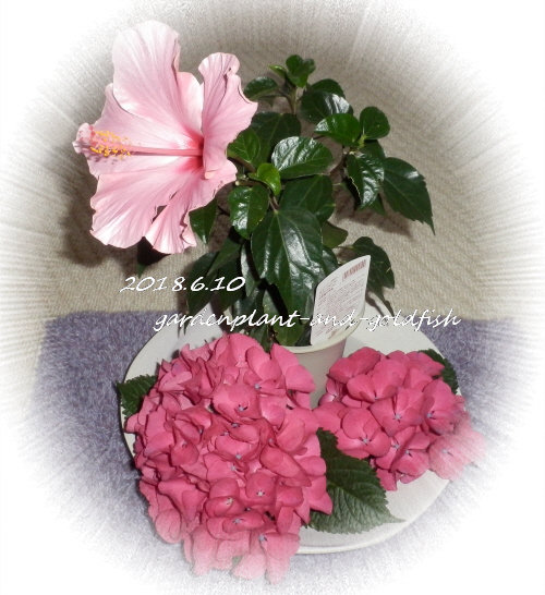 2018.6.10g1