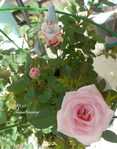 2018.7.30g2