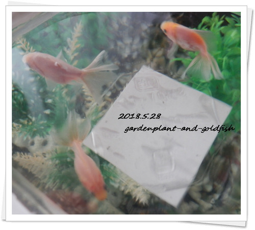 2018.5.28g1
