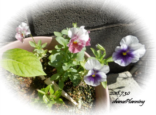 2018.7.30g4