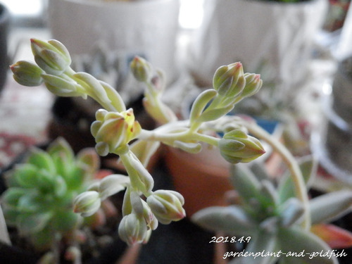 2018.4.9-g7