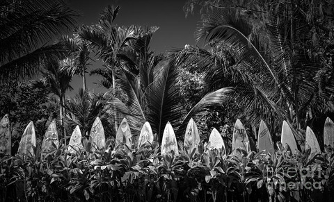 surf-board-fence-maui-hawaii-black-and-white-edward-fielding