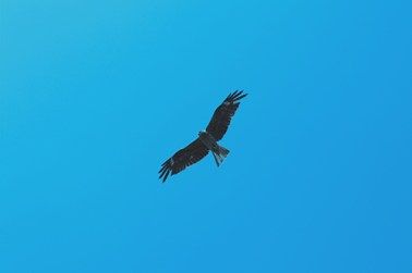 IMG_3064_s