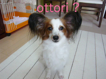おっとり