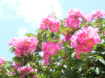 薔薇