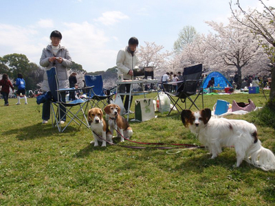 BBQ