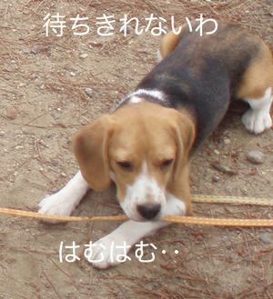 ピヨ