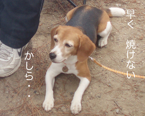 パオ