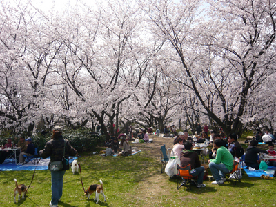 桜林