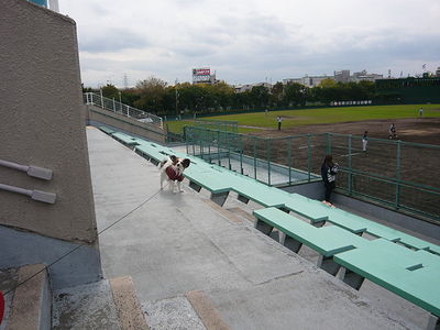 球場