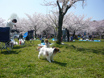 桜937