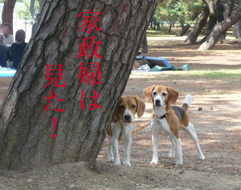 家政婦
