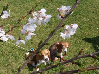桜と